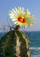 (Astrophytum myriostigma) Cactus blooming with a yellow flower against a blue sky