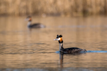 great crested grebe