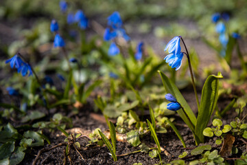 Niebieskie wiosenne kwiaty