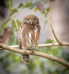 Asian barred owlet is a species of true owl, resident in northern parts of the Indian Subcontinent and parts of Southeast Asia.