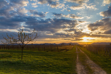Obraz premium Vineyard at sunset, Pfalz, Germany