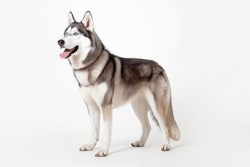 lovely, adorable husky, standing alone on white. Generative AI