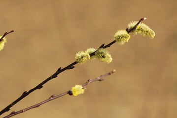 willow branch with catkins