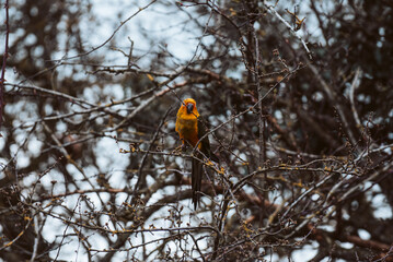 Baby Pet Sun Conure Parrot Outside free Flying in the Trees UK