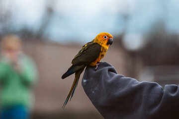 Baby Pet Sun Conure Parrot Outside free Flying in the Trees UK