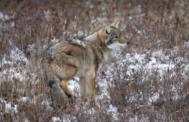 Young coyote pauses in a field of snow.