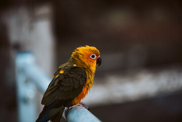 Baby Pet Sun Conure Parrot Outside free Flying in the Trees UK