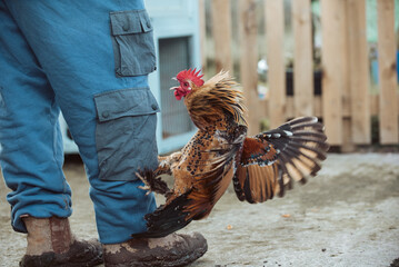 Bantam Cockerel Chicken l attacking leg of Farmer Man with Muddy Boot