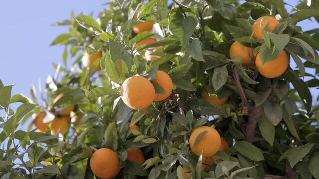 Naranjo con naranjas