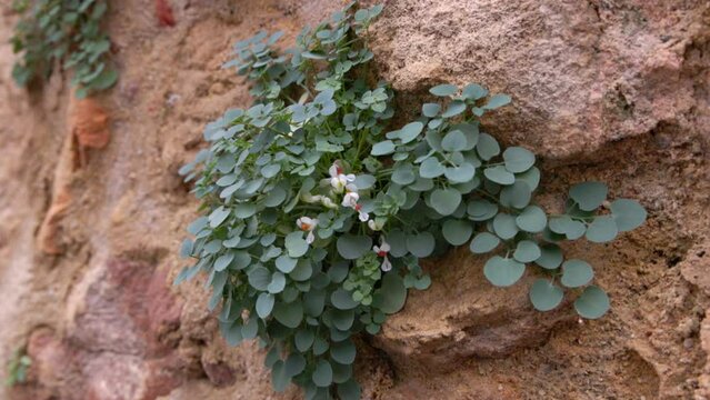 Planta en la pared