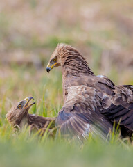 Lesser spotted eagle - pair of birds in spring
