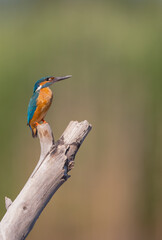 Common Kingfisher - at a wetland in summer
