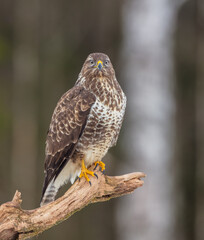 Common Buzzard in early spring at a wet forest