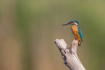 Common Kingfisher - at a wetland in summer
