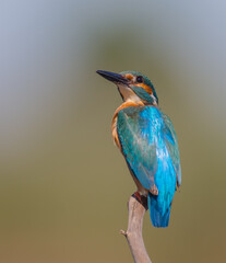 Common Kingfisher - at a wetland in summer
