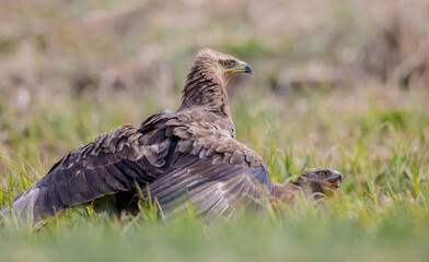 Lesser spotted eagle - pair of birds in spring
