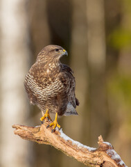 Common Buzzard in early spring at a wet forest