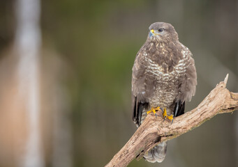 Common Buzzard in early spring at a wet forest