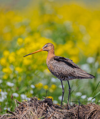 The black-tailed godwit - adult bird at a wet fields in late spring