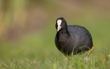Eurasian coot - adult bird in spring