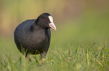 Eurasian coot - adult bird in spring