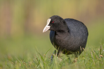 Eurasian coot - adult bird in spring