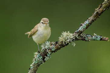 The greenish warbler - male bird in spring
