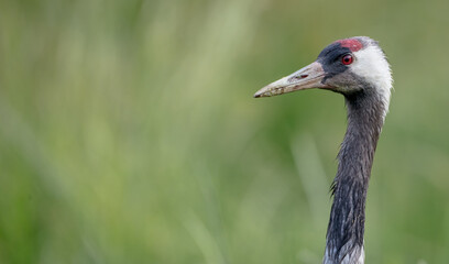 The common crane - male bird at a wetland in summer