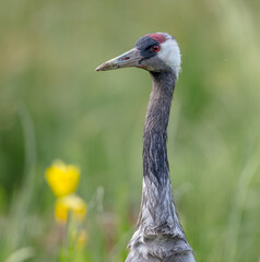 The common crane - male bird at a wetland in summer