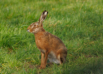 Hase