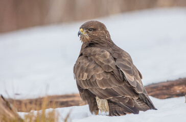 Common Buzzard in early spring at a wet forest