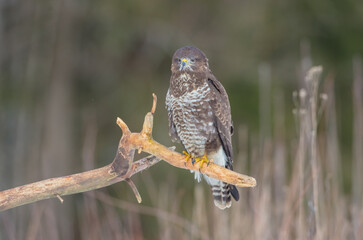 Common Buzzard in early spring at a wet forest