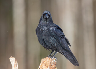 Common Raven - in winter at a wet forest