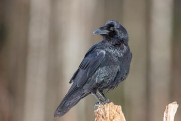 Common Raven - in winter at a wet forest