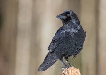 Common Raven - in winter at a wet forest