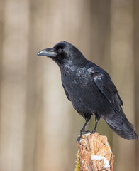 Common Raven - in winter at a wet forest