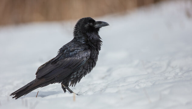 Common Raven - in winter at a wet forest