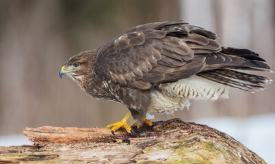 Common Buzzard in early spring at a wet forest
