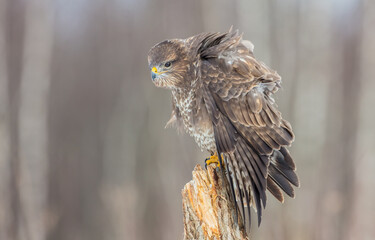 Common Buzzard in early spring at a wet forest