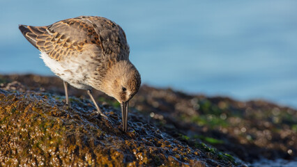 Dunlin - young bird at a seashore on the autumn migration way