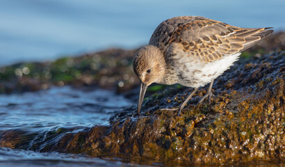 Dunlin - young bird at a seashore on the autumn migration way