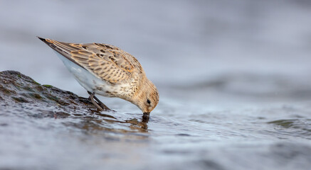 Dunlin - young bird at a seashore on the autumn migration way