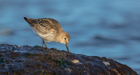 Dunlin - young bird at a seashore on the autumn migration way