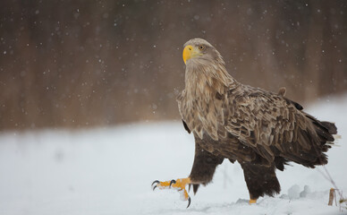 The white-tailed eagle - adult male - in early spring at the wet forest during the snowstorm
