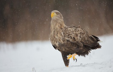 The white-tailed eagle - adult male - in early spring at the wet forest during the snowstorm