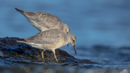 Red Knot - on the autumn migration way at a seashore