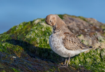 Dunlin - young bird at a seashore on the autumn migration way