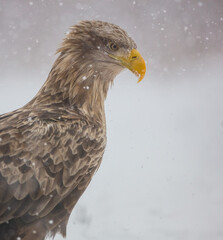 The white-tailed eagle - adult male - in early spring at the wet forest during the snowstorm
