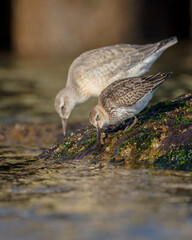 Dunlin - young bird at a seashore on the autumn migration way