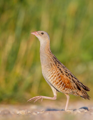 Corn crake - male bird at a meadow in the beginning of the summer